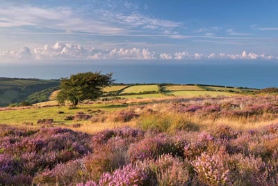 Colours of Summer (Exmoor) by Adam Burton multi panel art
