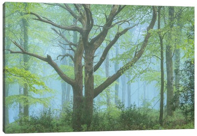 Spring Forest Canvas Art Print - Adam Burton