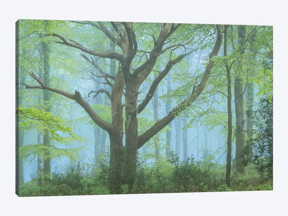 Spring Forest by Adam Burton 1-piece Canvas Artwork