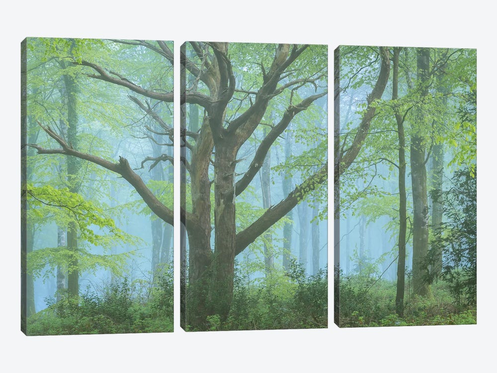Spring Forest by Adam Burton 3-piece Canvas Artwork