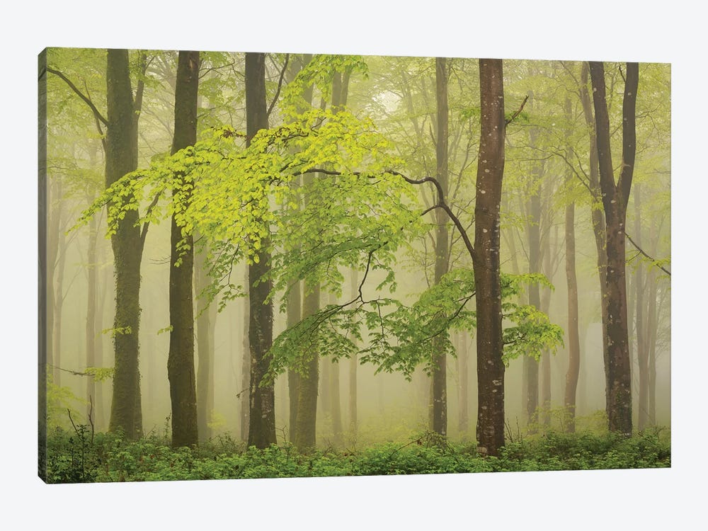 Spring Woodland by Adam Burton 1-piece Canvas Art Print