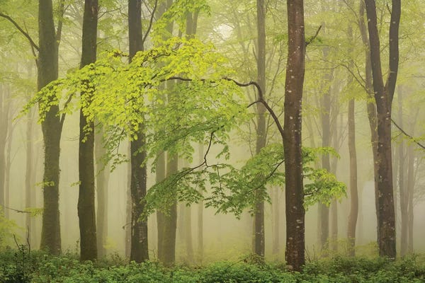 Calm: Spring Woodland by Adam Burton