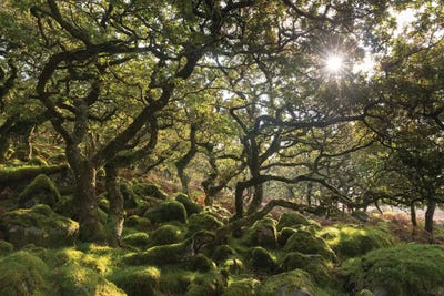 Sunlit Woodland by Adam Burton acrylic art print