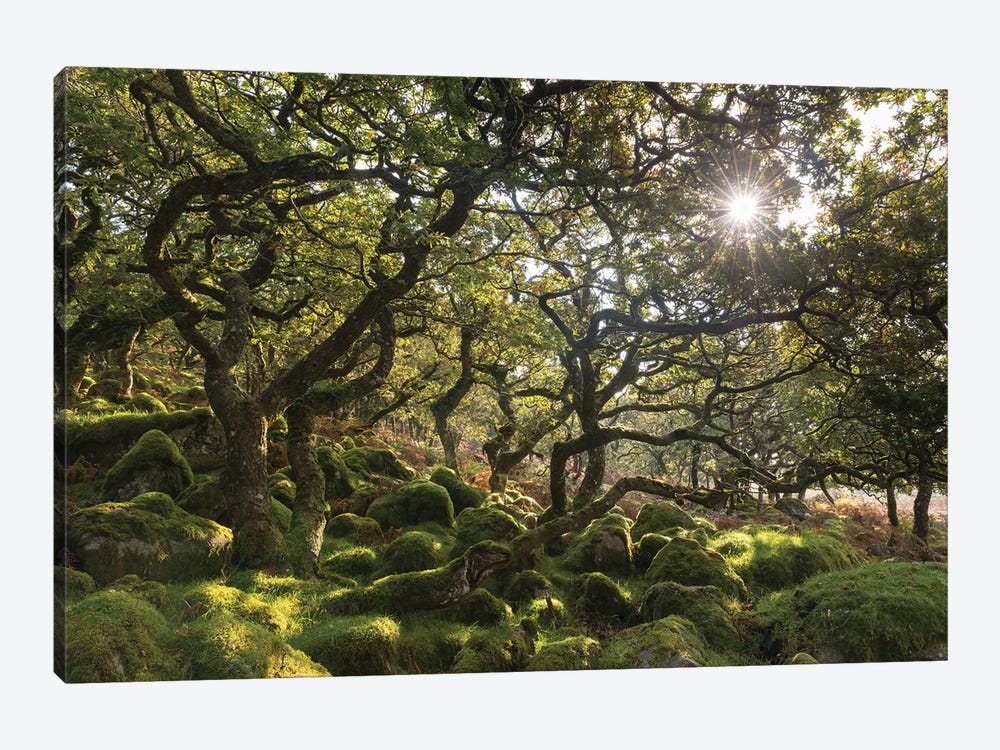 Sunlit Woodland by Adam Burton 1-piece Canvas Wall Art