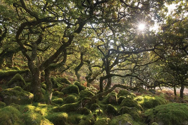 Adam Burton: Sunlit Woodland by Adam Burton