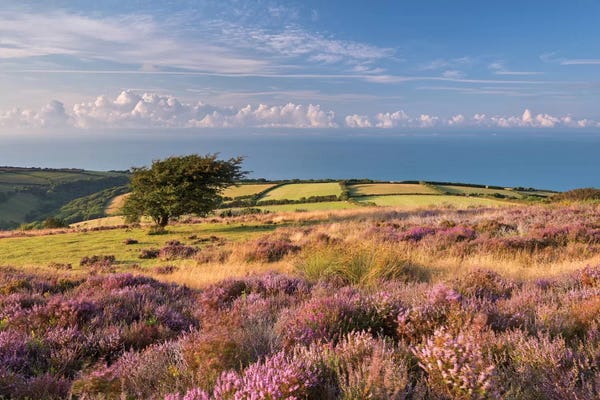England: Colours of Summer (Exmoor) by Adam Burton