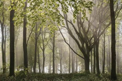 Woodland Morning by Adam Burton multi panel art