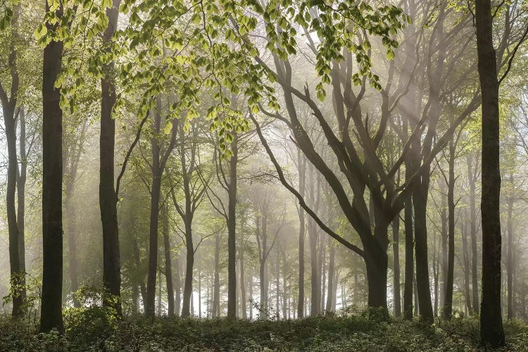 Woodland Morning