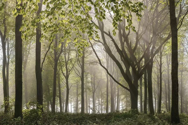 Adam Burton: Woodland Morning by Adam Burton