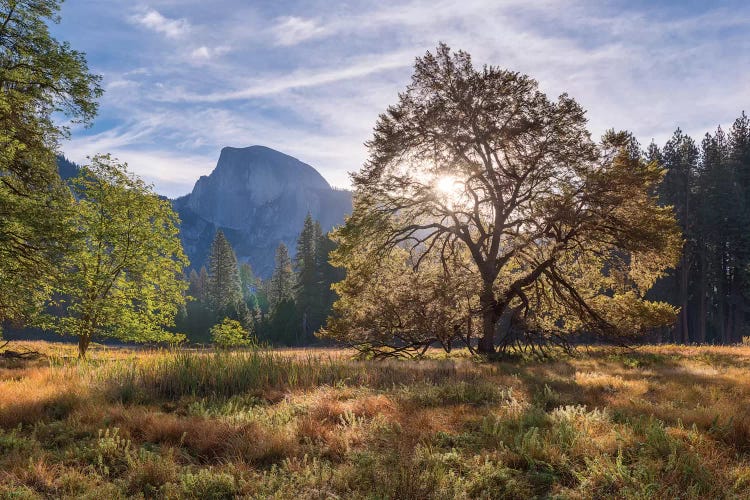 Cook’s Meadow