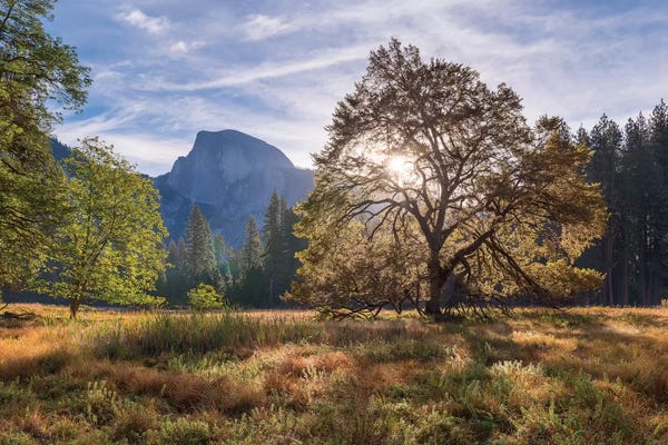 England: Cook’s Meadow by Adam Burton