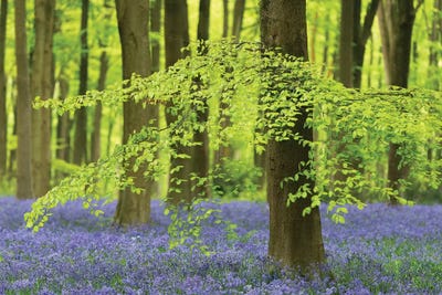 Bluebell Forest by Adam Burton acrylic art print