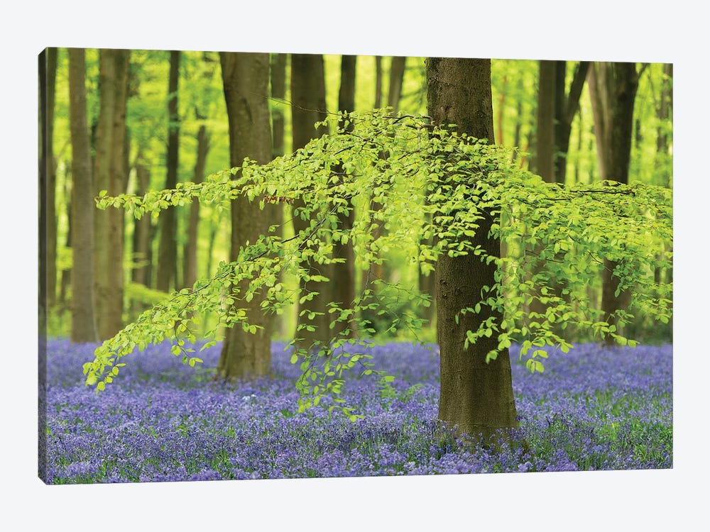 Bluebell Forest by Adam Burton 1-piece Canvas Art Print