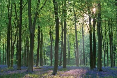 Bluebell Forest II by Adam Burton acrylic art print