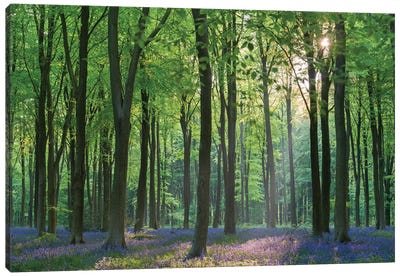 Bluebell Forest II Canvas Art Print - Adam Burton
