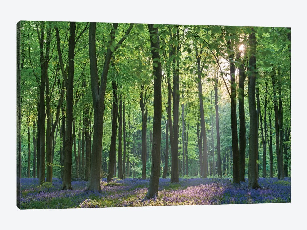 Bluebell Forest II by Adam Burton 1-piece Art Print