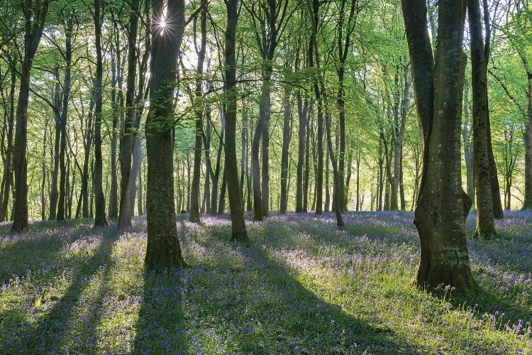 Bluebell Woodland III by Adam Burton wall art