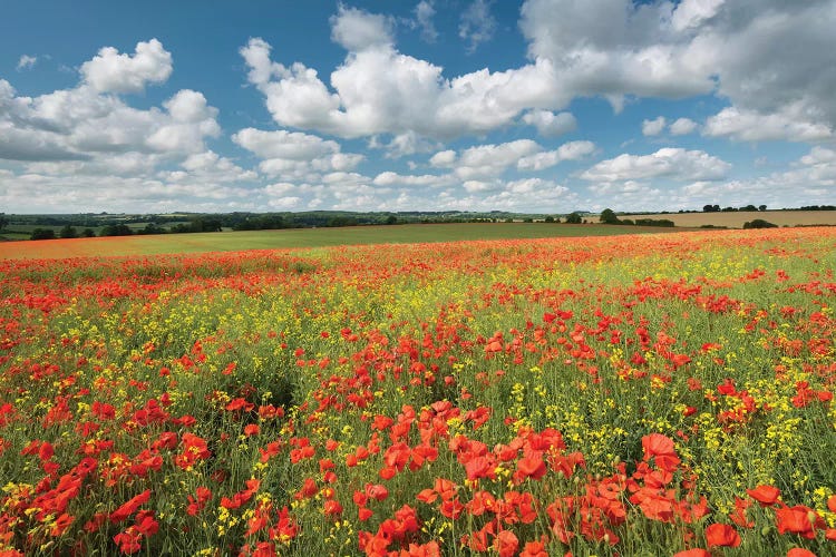 Colours Of Summer by Adam Burton wall art