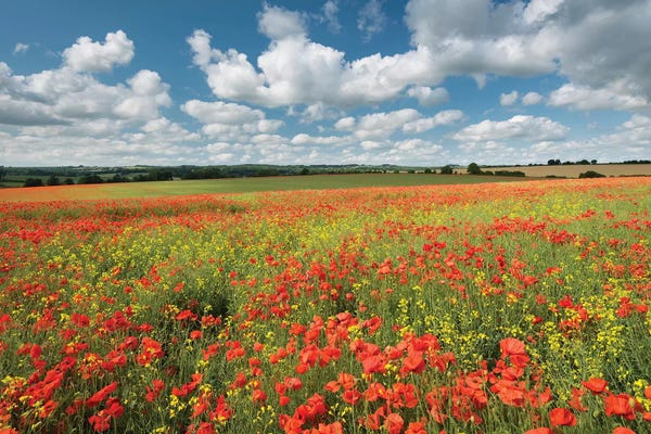 Colours Of Summer