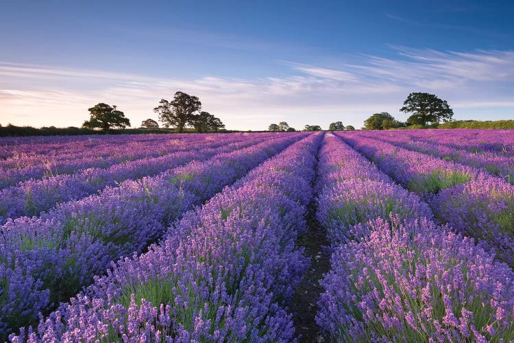 Lavender Field by Adam Burton wall art