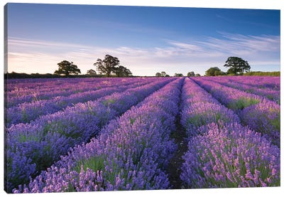 Lavender Field Canvas Art Print - Garden & Floral Landscape Art
