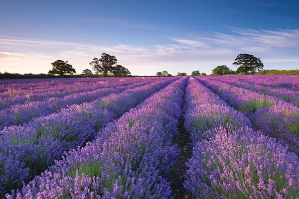 Gardens & Floral Landscapes: Lavender Field by Adam Burton