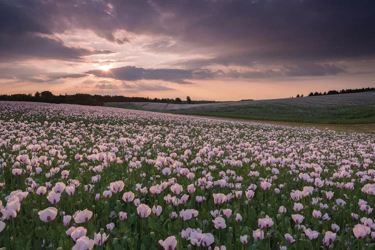 Poppyfield Sunset