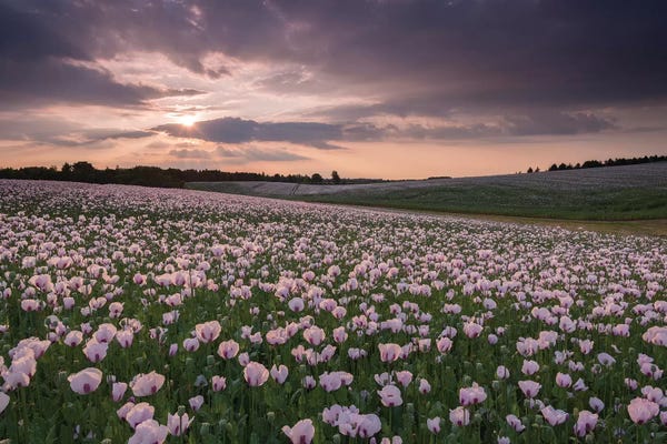 Poppyfield Sunset