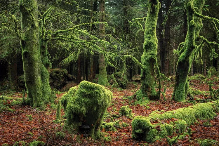 Mysterious Forest by Adam Burton wall art