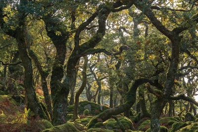 The Wild Wood by Adam Burton acrylic art print