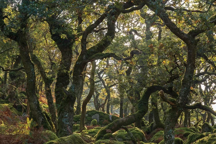 The Wild Wood by Adam Burton wall art