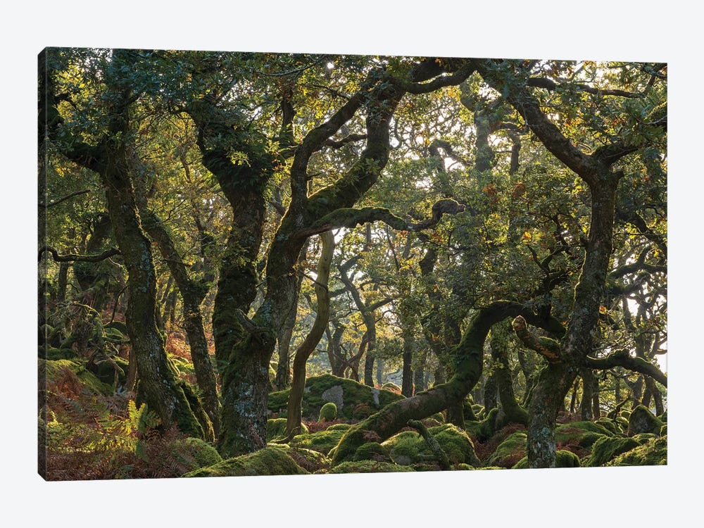 The Wild Wood by Adam Burton 1-piece Canvas Print