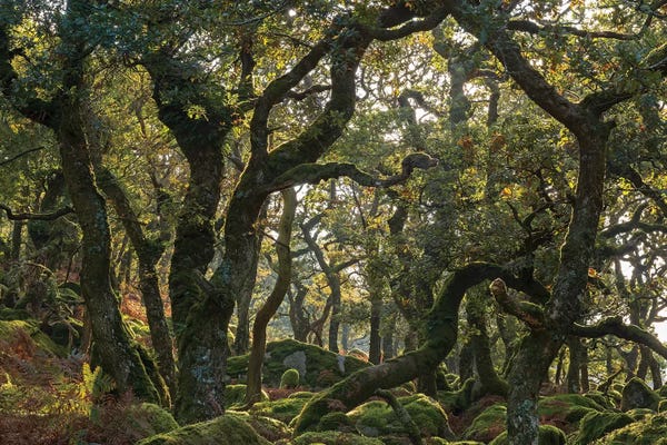 The Wild Wood