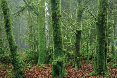 Enchanted Forest I by Adam Burton acrylic art print