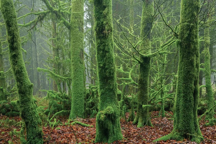 Enchanted Forest I