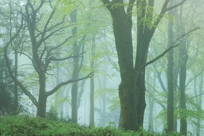 Enchanted Forest II by Adam Burton acrylic art print