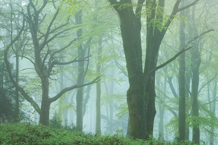 Enchanted Forest II