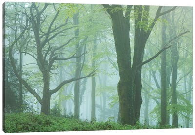 Enchanted Forest II Canvas Art Print - Adam Burton