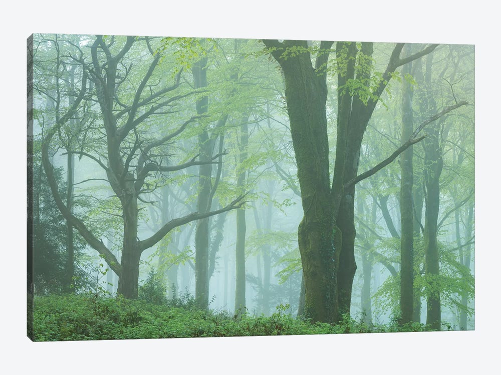 Enchanted Forest II by Adam Burton 1-piece Art Print