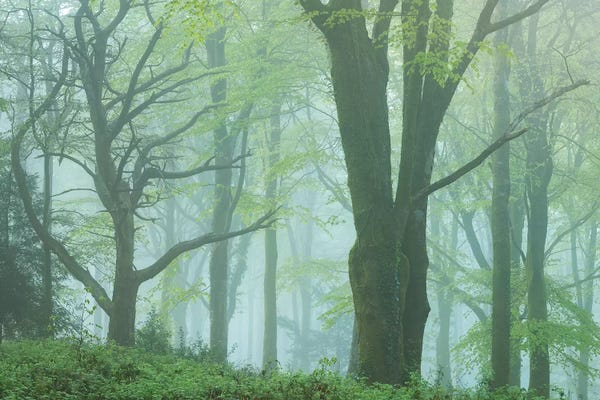 Enchanted Forest II