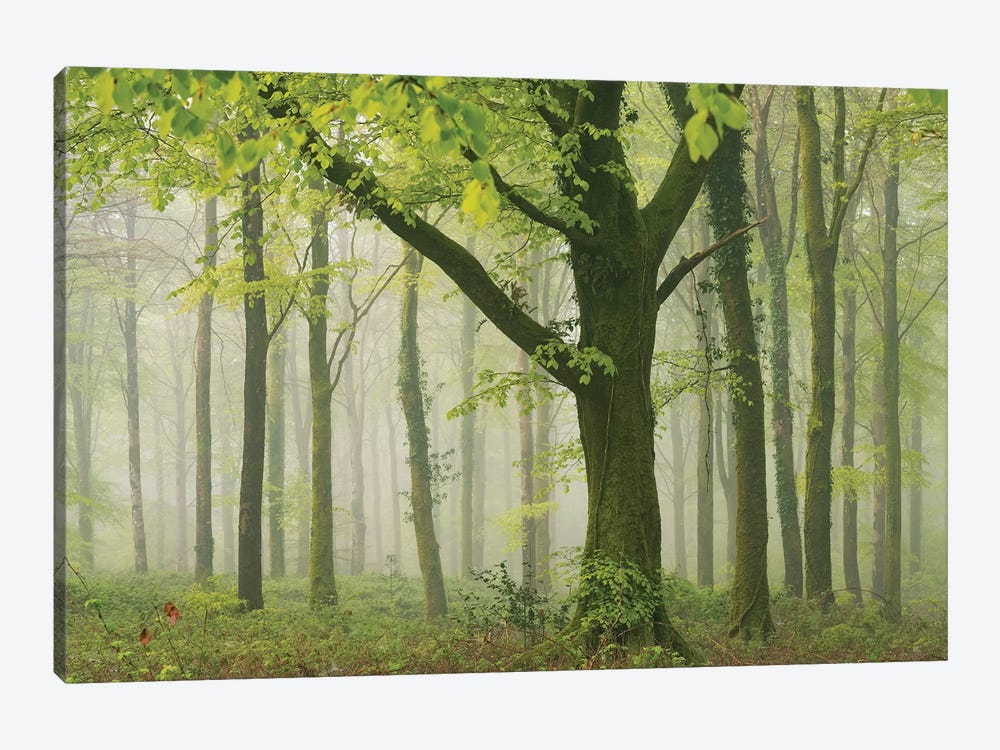 Spring Woodland II by Adam Burton 1-piece Canvas Art