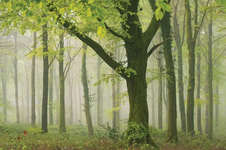 Spring Woodland II by Adam Burton wall art