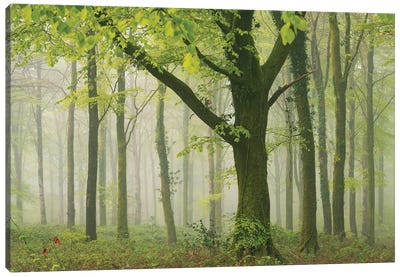 Spring Woodland II Canvas Art Print - Adam Burton