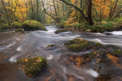 Forest Stream by Adam Burton acrylic art print