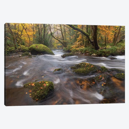 Forest Stream Canvas Print #ABU139} by Adam Burton Canvas Print