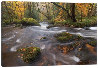 Forest Stream Canvas Art Print - Adam Burton
