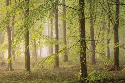 Woodland Realms by Adam Burton acrylic art print