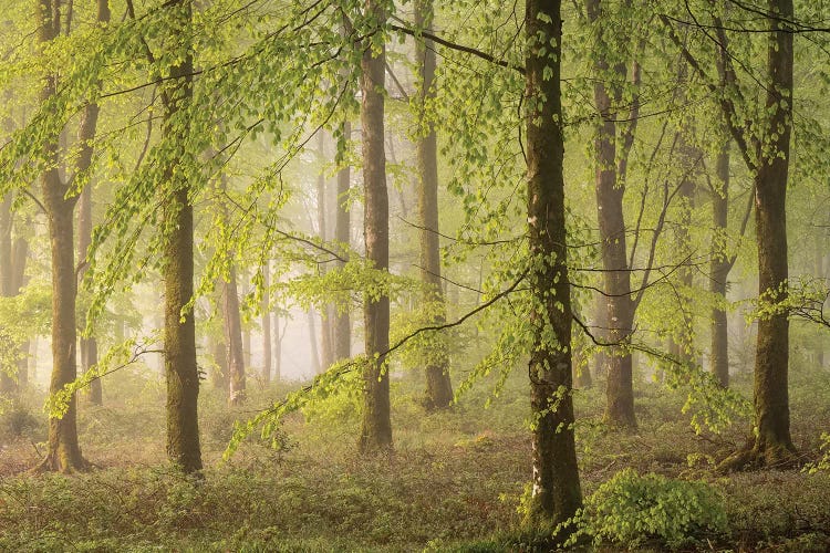 Woodland Realms