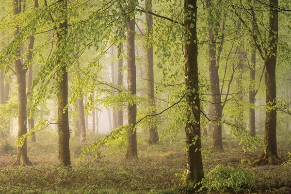 Woodland Realms