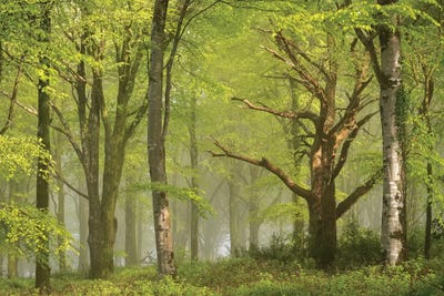 Beautiful Forest by Adam Burton acrylic art print